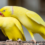 Amazon parrot