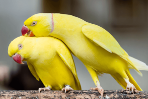 Amazon parrot