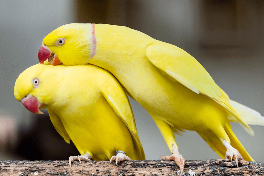 Amazon parrot