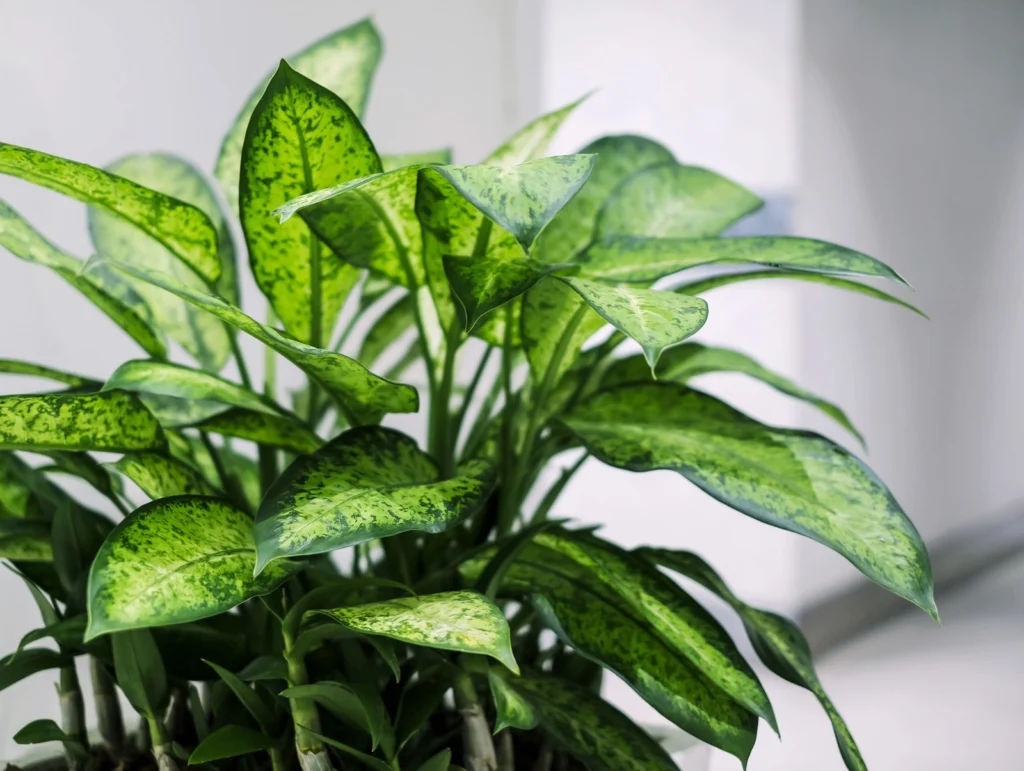 bia - Những loại cây cần cân nhắc trước khi trồng - Aquascape & Planted Tank Guide