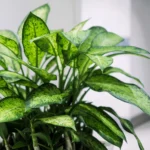 bia - Những loại cây cần cân nhắc trước khi trồng - Aquascape & Planted Tank Guide