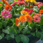 Gerbera daisy
