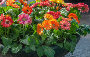 Gerbera daisy