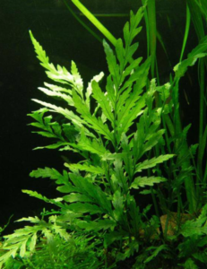 Bolbitis heudelotii (African fern)