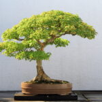 bonsai - Bonsai và những quy tắc trong nghệ thuật - Aquascape & Planted Tank Guide