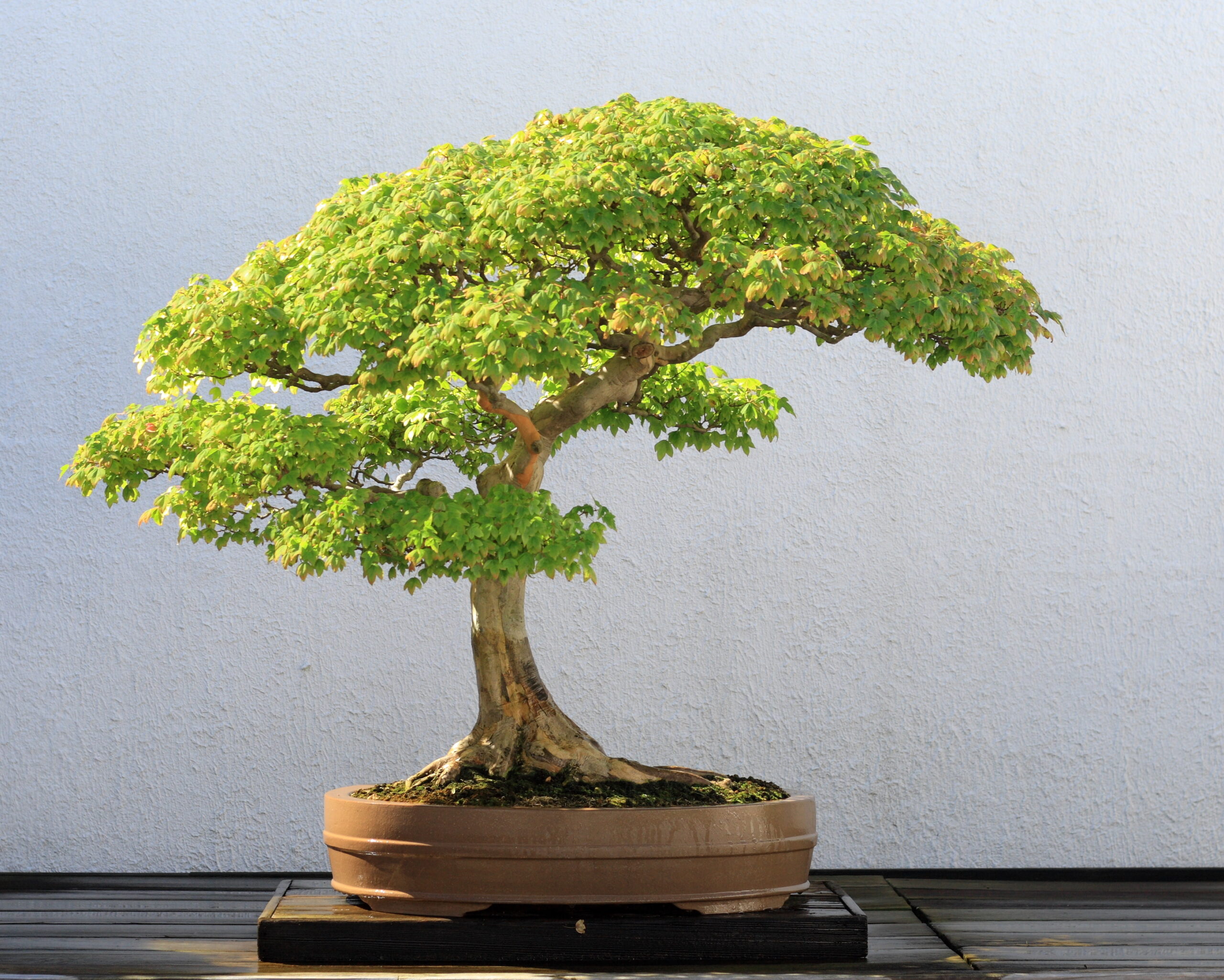 bonsai - Bonsai và những quy tắc trong nghệ thuật - Aquascape & Planted Tank Guide