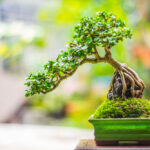 cay-bonsai-de-ban - Những bí quyết chăm sóc cây Bonsai để bàn đẹp mắt và khỏe mạnh - Aquascape & Planted Tank Guide