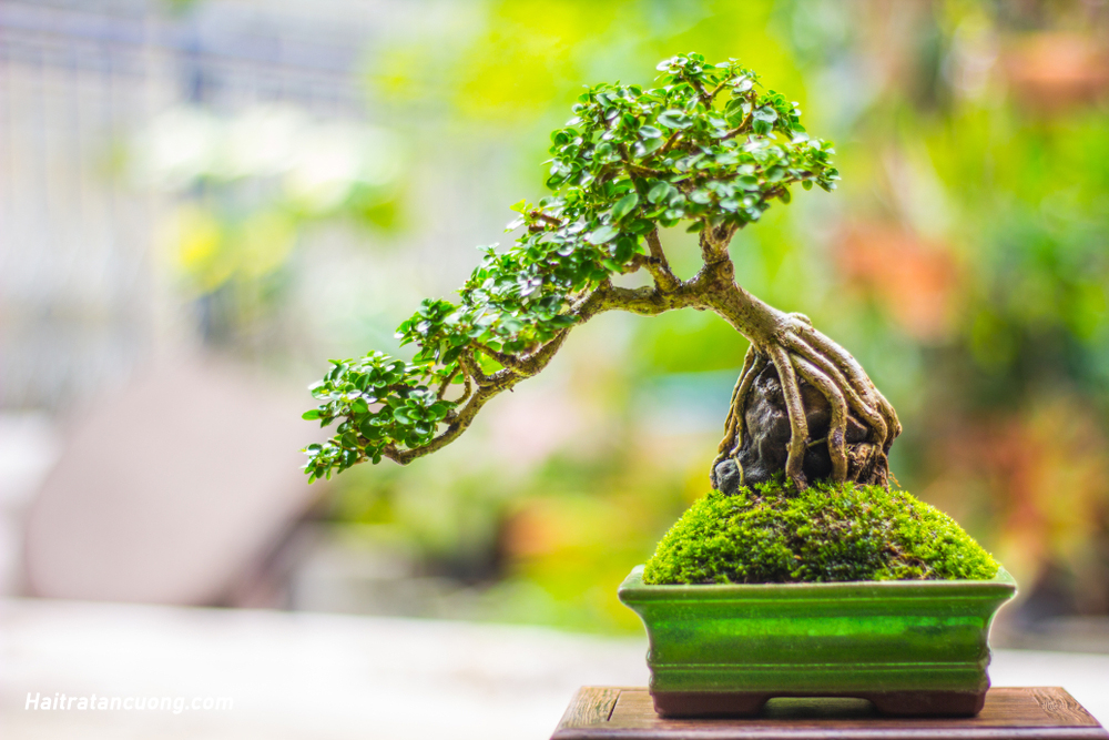 cay-bonsai-de-ban - Những bí quyết chăm sóc cây Bonsai để bàn đẹp mắt và khỏe mạnh - Aquascape & Planted Tank Guide