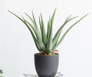 Aloe vera