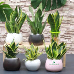 cay-luoi-ho-la-cay-gi-y-nghia-phong-thuy-va-cach-trong-3c1439170a144999b75ce35a820469a5 - Những điều thú vị về cây lưỡi hổ - Aquascape & Planted Tank Guide
