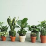 cay trong nha - Một vài loại cây dễ trồng giúp hút khí độc trong nhà - Aquascape & Planted Tank Guide
