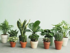 cay trong nha - Một vài loại cây dễ trồng giúp hút khí độc trong nhà - Aquascape & Planted Tank Guide