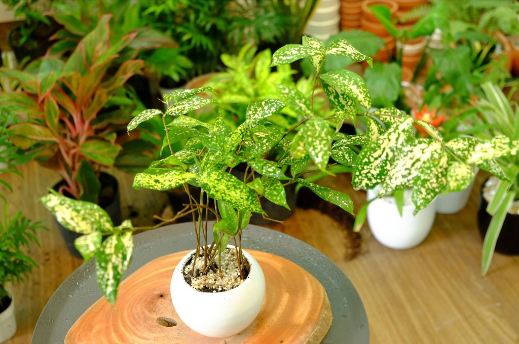 cay-truc-nhat-dom-2 - Một số điểm đặc biệt cần lưu ý khi chăm sóc cây Trúc Nhật Đốm - Aquascape & Planted Tank Guide