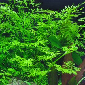 Ceratopteris thalictroides (Water sprite)