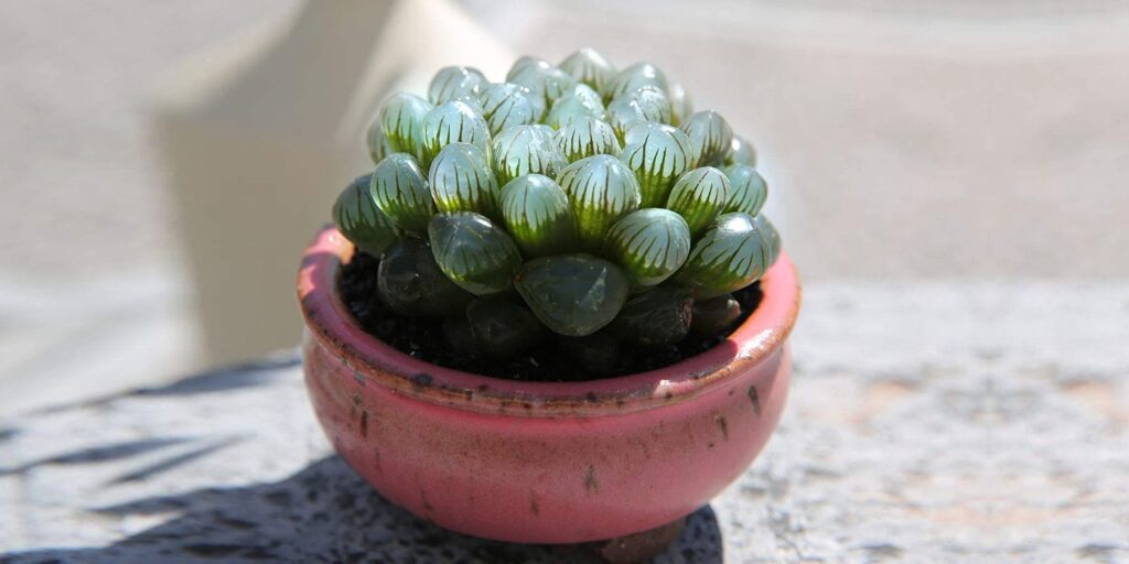 Haworthia cooperi