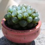 Haworthia cooperi