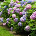 Hydrangea