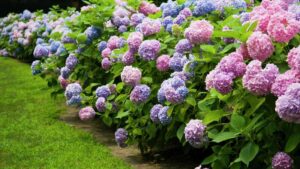 Hydrangea