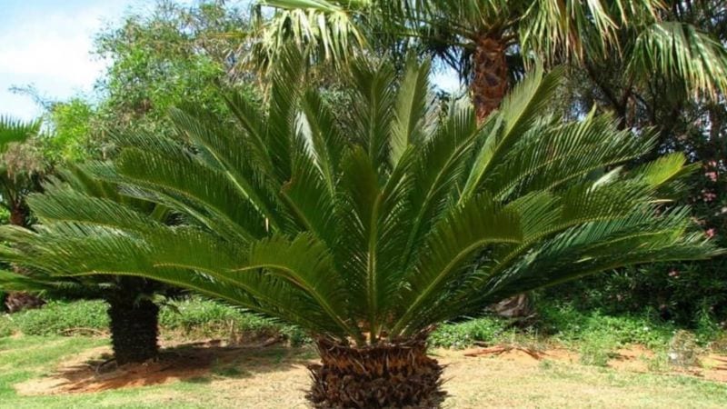 đại diện vạn tuế - Kỹ thuật trồng và chăm sóc cây vạn tuế phong thủy - Aquascape & Planted Tank Guide