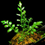dxlo - Bí quyết trồng và chăm sóc cây dương xỉ lá ổi - Aquascape & Planted Tank Guide