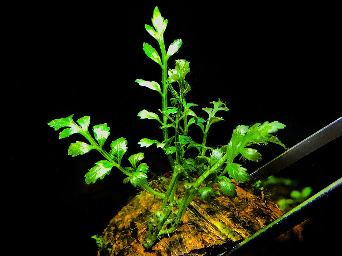 dxlo - Bí quyết trồng và chăm sóc cây dương xỉ lá ổi - Aquascape & Planted Tank Guide