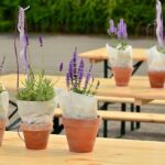 ef41d488755367316f04fc0e0e9dc9fc - Hiểu thêm về các loại cây oải hương - Aquascape & Planted Tank Guide