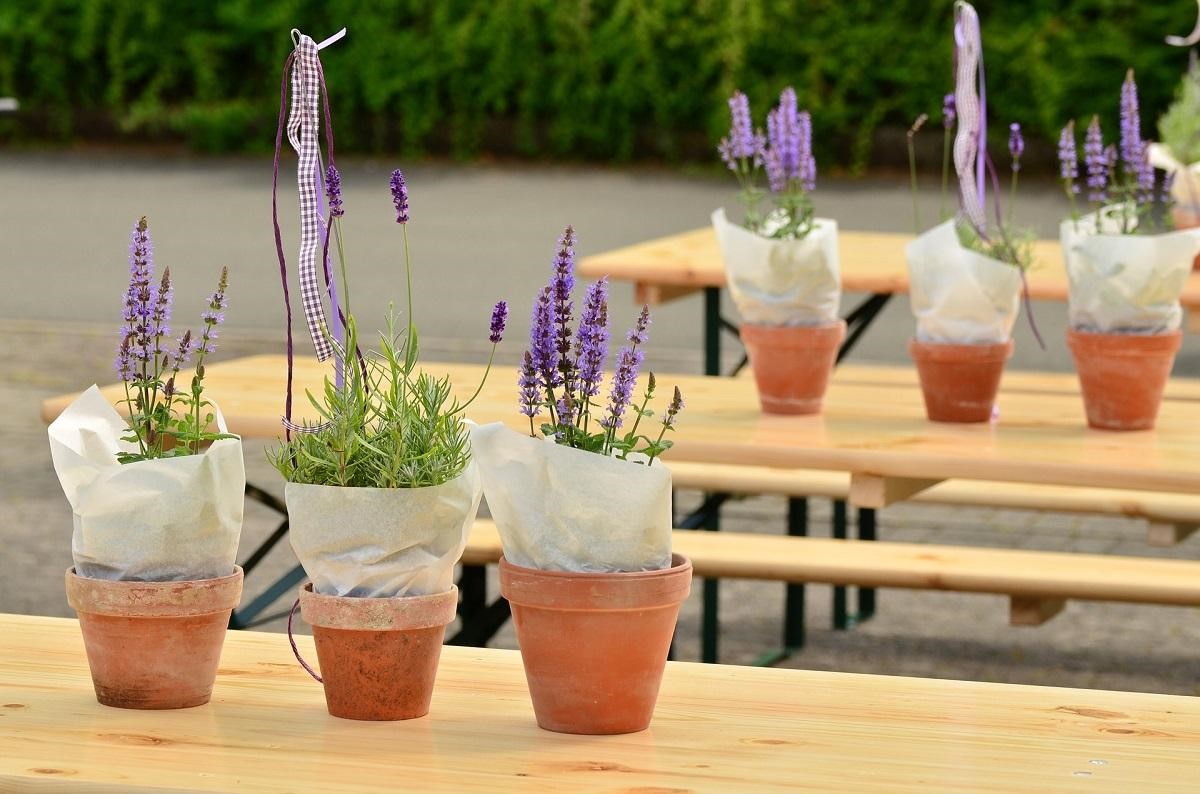 ef41d488755367316f04fc0e0e9dc9fc - Hiểu thêm về các loại cây oải hương - Aquascape & Planted Tank Guide