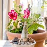 grow-desert-rose-plants-indoors-1902974-hero-64a97e2c287a4da38dab14acd4bfb8c4 - Tác động của cây Sứ Thái Lan đến môi trường sống - Aquascape & Planted Tank Guide