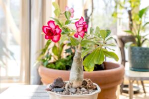 grow-desert-rose-plants-indoors-1902974-hero-64a97e2c287a4da38dab14acd4bfb8c4 - Tác động của cây Sứ Thái Lan đến môi trường sống - Aquascape & Planted Tank Guide