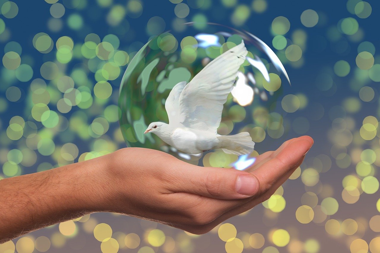 Dove / pigeon