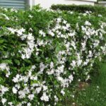 Jasmine