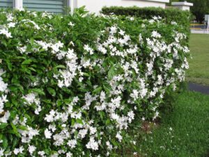 Jasmine