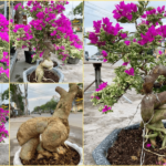 hoa-giay-cam-thach - Kỹ thuật trồng và chăm sóc cây hoa giấy - Aquascape & Planted Tank Guide
