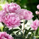 Peony