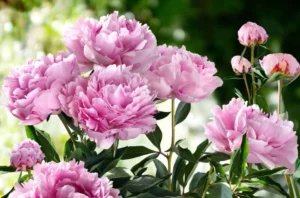Peony