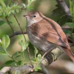 Nightingale
