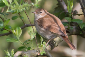 Nightingale