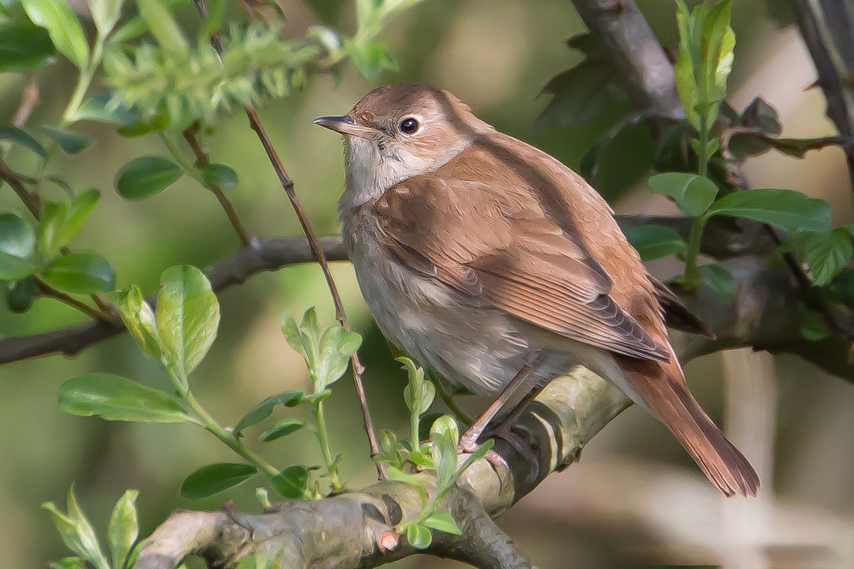 Nightingale