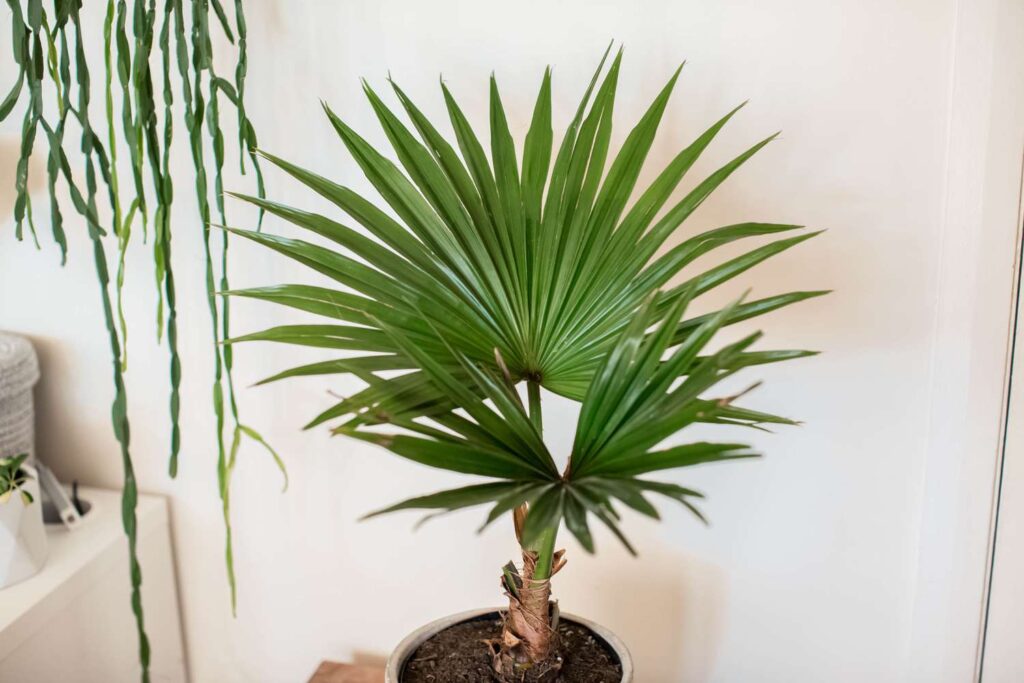 Yucca