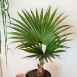 Yucca