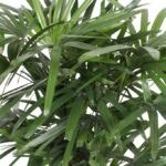 image - Cách trồng và chăm sóc cây Trúc mây cho người mới bắt đầu - Aquascape & Planted Tank Guide