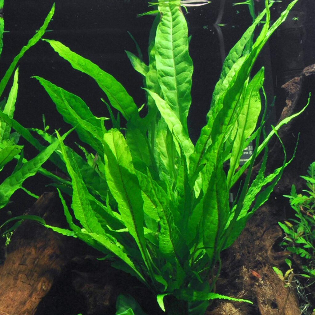 Microsorum pteropus (Java fern)