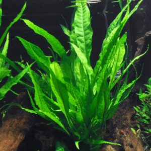 Microsorum pteropus (Java fern)