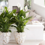 Peace lily
