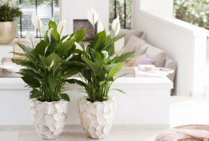 Peace lily