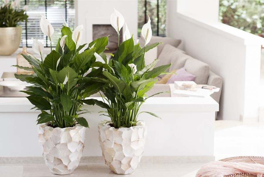 Peace lily