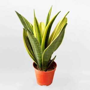 luoi-ho-hoang-kim-goled-Sansevieria-trifasciata-Gold-Flame-1a - Bạn biết gì về Cây lưỡi hổ hoàng kim (lưỡi hổ Gold Flame)? - Aquascape & Planted Tank Guide