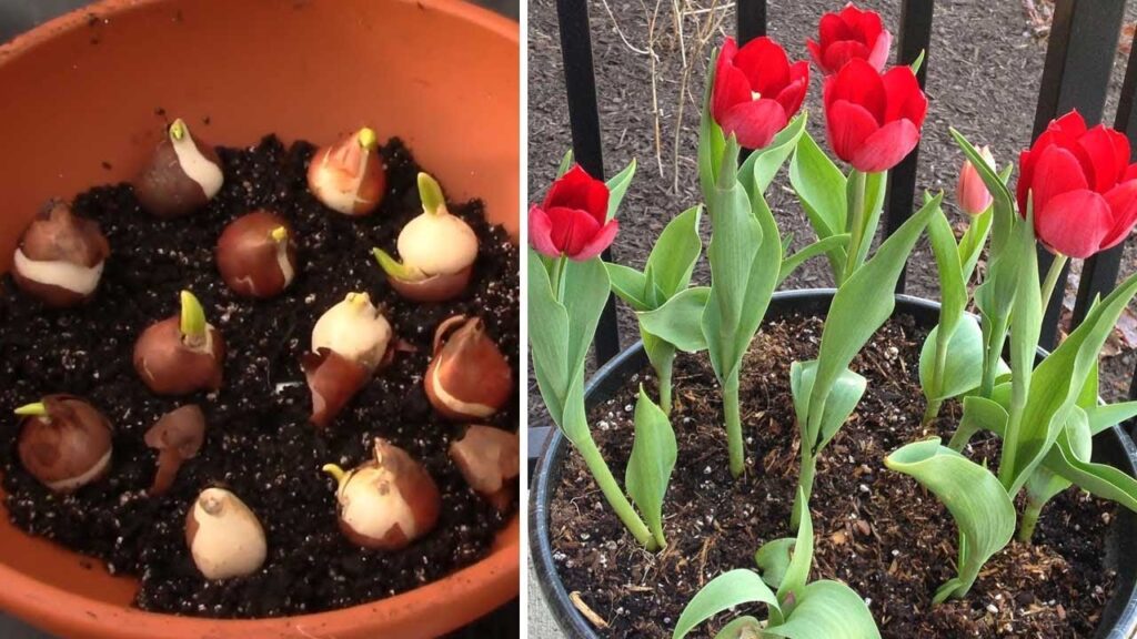 maxresdefault (1) - Kỹ thuật trồng và chăm sóc hoa Tulip thành công - Aquascape & Planted Tank Guide