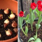 maxresdefault (1) - Kỹ thuật trồng và chăm sóc hoa Tulip thành công - Aquascape & Planted Tank Guide