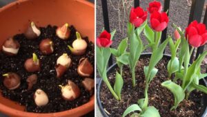 maxresdefault (1) - Kỹ thuật trồng và chăm sóc hoa Tulip thành công - Aquascape & Planted Tank Guide